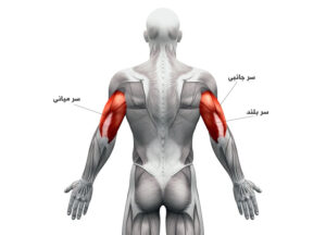 بخشهای تشکیل دهنده عضلات پشت بازو